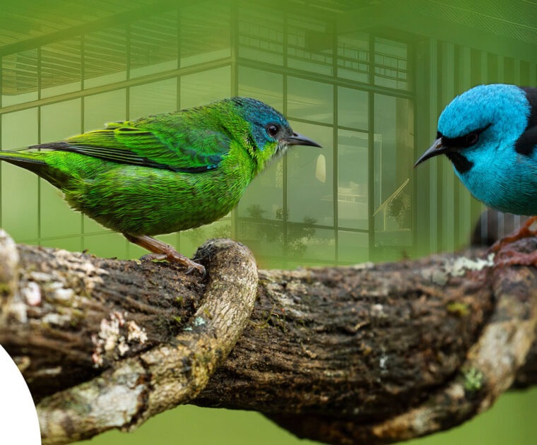 Vogelschutz BirdShades rettet Tierleben, ohne die Architektur zu beinträchtigen