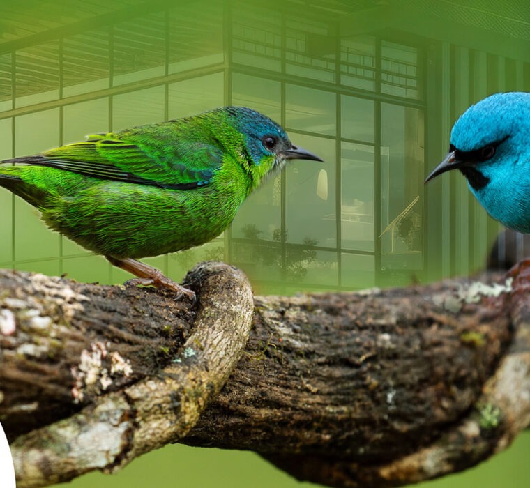 Vogelschutz BirdShades rettet Tierleben, ohne die Architektur zu beinträchtigen